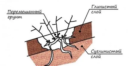 Как да расте божури експертни съвети