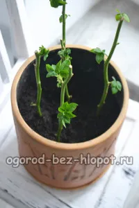 Как да расте една роза от букета у дома си в картофено
