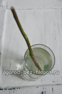 Как да расте една роза от букета у дома си в картофено