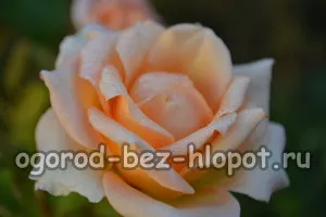 Как да расте една роза от букета у дома си в картофено