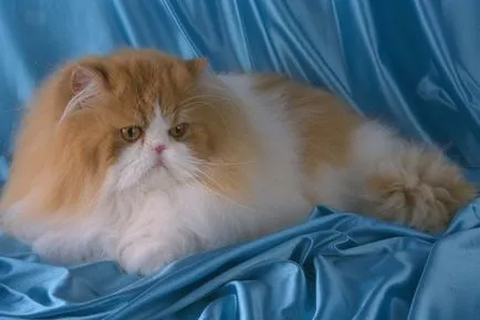 Как да се присъедини към клуба на котки