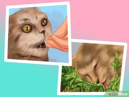 Как да си направим една котка за спане до вас