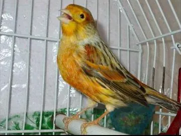 Canary поддръжка и грижи