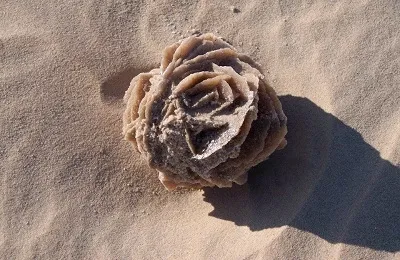 Stone Desert Rose (Тунис) свойства на минерала и изглежда като