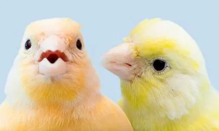 Canary поддръжка и грижи в дома