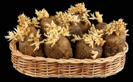 Пюре картофи за кърмачета, когато се прилага картофи примамка