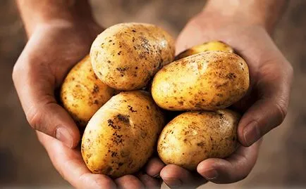 Пюре картофи за кърмачета, когато се прилага картофи примамка