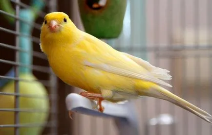 Canary поддръжка и грижи (у дома) (канарче) Canary поддръжка и грижи (у дома)