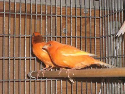 Canary поддръжка и грижи