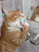 Когато котенцата се променят зъби