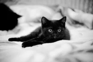 Прякори (а) за черни котки и котки
