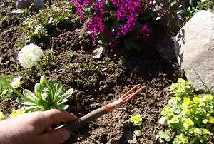 Алея на непрекъснато цъфтящи многогодишни растения - снимка примери (цъфтежа) Алея на непрекъснати цъфтящи многогодишни растения - снимка примери