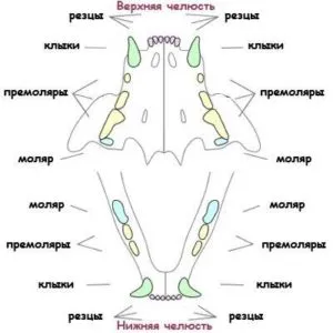 Когато котките се променят зъби за постоянно, zoosecrets