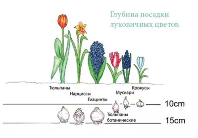 Когато разкопаване луковици на лалета след цъфтежа и как да ги съхранявате до засаждане през есента