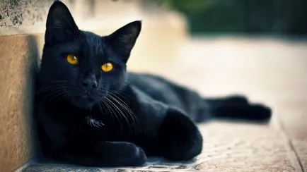 Прякори, имена за черни котки с име на стойност загадка