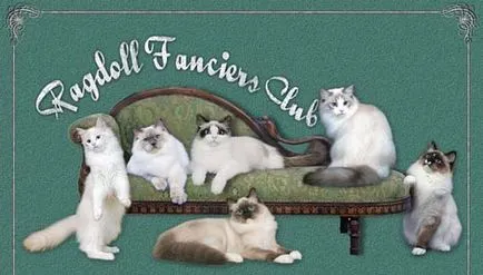 Клуб котки