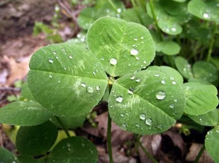 Clover засаждане и грижи