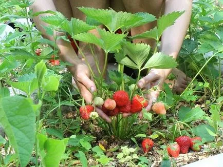 Ягоди и ягодови големи различия и каква е разликата, описанието и снимките, тайните на успешните технологии в селското стопанство (ягоди) Ягоди и ягодови големи различия и каква е разликата, описание и снимки, тайните на успешните технологии в селското стопанство