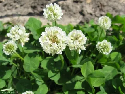 Clover засаждане и грижи