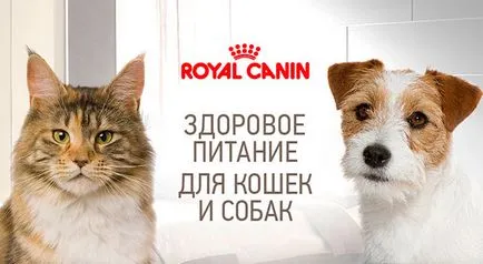 Храна за котки и кучета и vetapteka - три котки