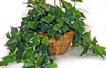 Цвете стая muzhegon (снимка)
