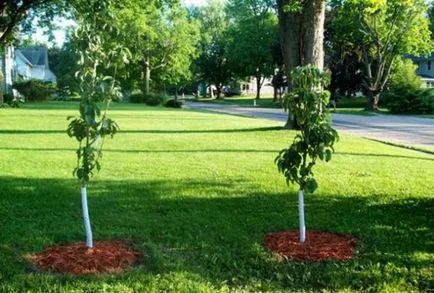 Колоноидните ябълка общи съвети относно засяване и грижи