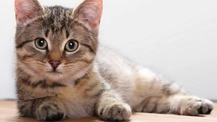 Котка и хрипове загубен глас