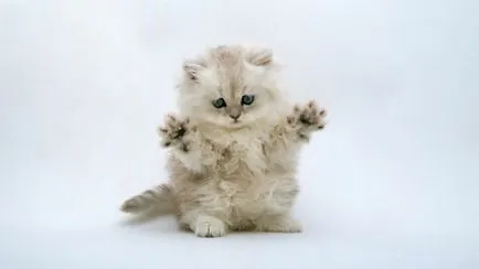 Котешки имена за момчета 4500 прякори