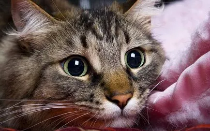 Котка и хрипове загубен глас