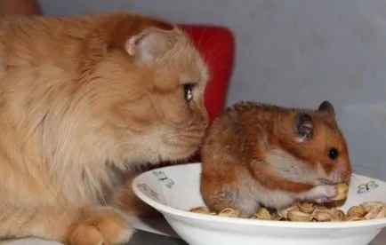 Cat и хамстер в същия апартамент