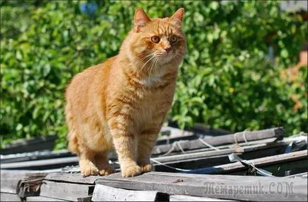 Котаракът в знаците на къщата и вярванията