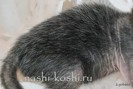 Cat-вълк, дрезгав, котки, върколаци, всичко за котки
