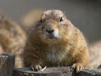 Groundhogs, мармоти, видове мармот местообитание на околната среда, за зимен сън, дължина на тялото, тегло, тегло, начин на живот