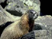 Groundhogs, мармоти, видове мармот местообитание на околната среда, за зимен сън, дължина на тялото, тегло, тегло, начин на живот