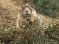 Groundhogs, мармоти, видове мармот местообитание на околната среда, за зимен сън, дължина на тялото, тегло, тегло, начин на живот