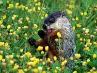 Groundhogs, мармоти, видове мармот местообитание на околната среда, за зимен сън, дължина на тялото, тегло, тегло, начин на живот