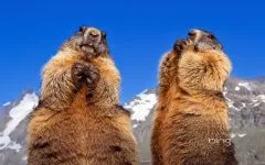 Groundhogs, мармоти, видове мармот местообитание на околната среда, за зимен сън, дължина на тялото, тегло, тегло, начин на живот