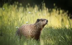 Groundhogs, мармоти, видове мармот местообитание на околната среда, за зимен сън, дължина на тялото, тегло, тегло, начин на живот