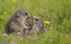 Groundhogs, мармоти, видове мармот местообитание на околната среда, за зимен сън, дължина на тялото, тегло, тегло, начин на живот