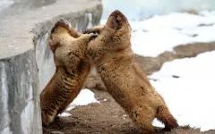 Groundhogs, мармоти, видове мармот местообитание на околната среда, за зимен сън, дължина на тялото, тегло, тегло, начин на живот