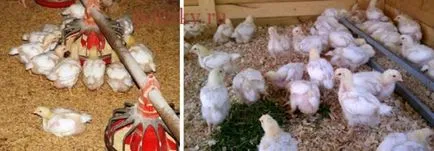 Технологията на отглеждане на бройлери у дома