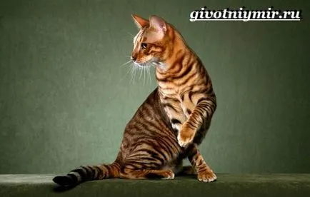 дива котка