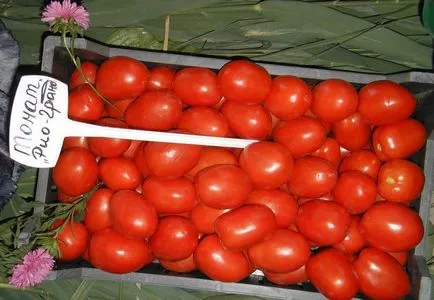 Домат Рио Гранде (55 снимки) описание на сорта домати, прегледи
