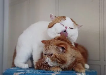 Кой е Снупи на котка
