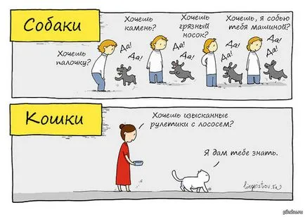 Кой по-добре от куче или котка