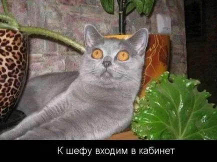Кратки инструкции за това как правилно да работят в петък)))