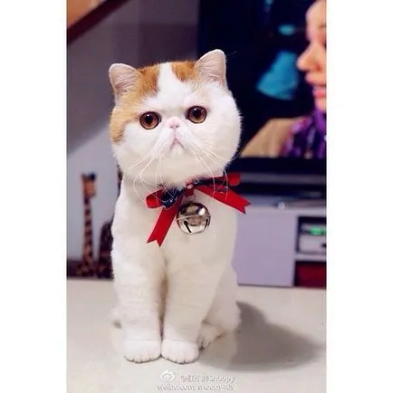 Кой е Снупи на котка
