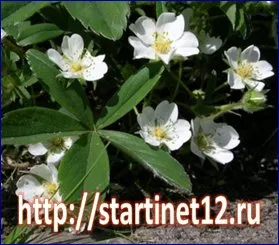 бяло bloodroot