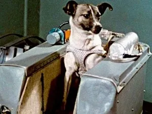 Laika първото куче в космоса