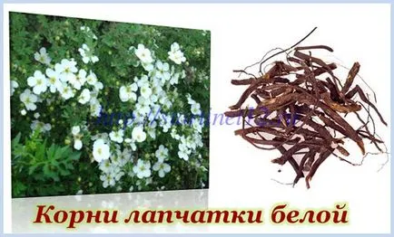 бяло bloodroot